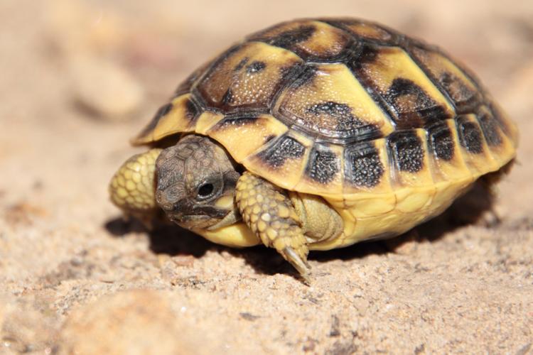 Testudo hermanni © GAIGNON Lison