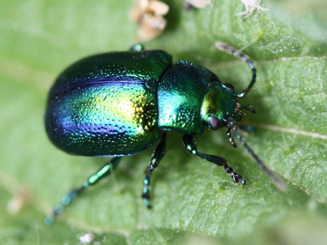 Chrysolina fastuosa © LETHEVE Xavier