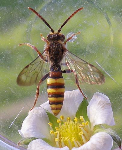 Nomada ruficornis © HALLART Guénael