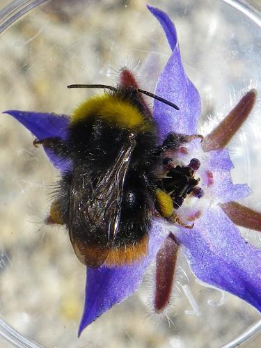 Bombus pratorum © HALLART Guénael