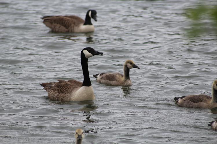 Branta canadensis © MONNET Sarah