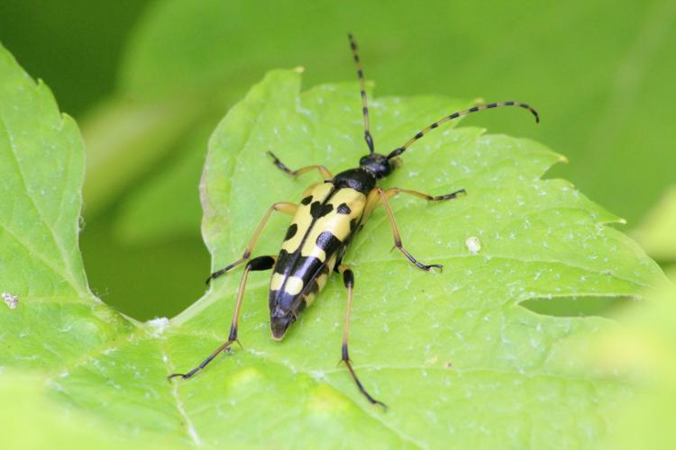 Rutpela maculata © MONNET Sarah