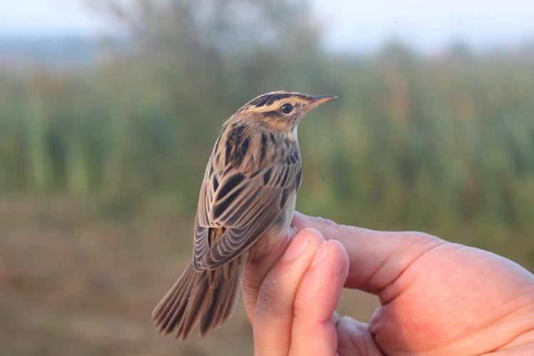 Acrocephalus paludicola © MONNET Sarah