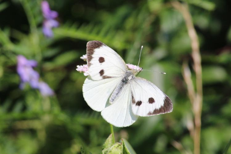 Pieris brassicae © MONNET Sarah