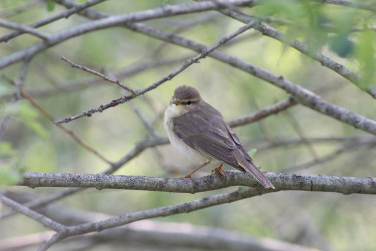 Phylloscopus trochilus © MONNET Sarah