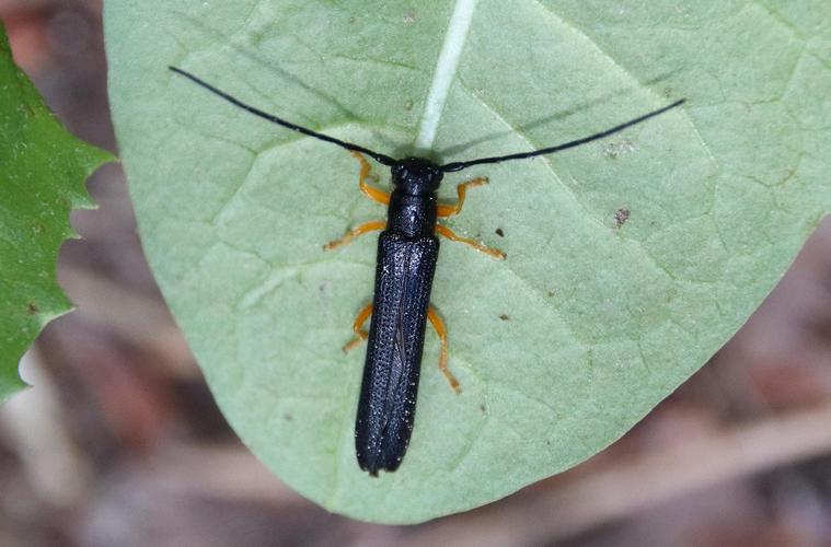 Oberea linearis adulte © COLINDRE Laurent