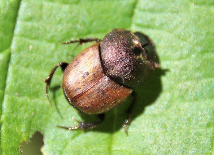 Onthophagus vacca adulte © COLINDRE Laurent