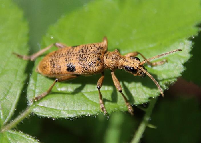 Rhagium mordax adulte © COLINDRE Laurent