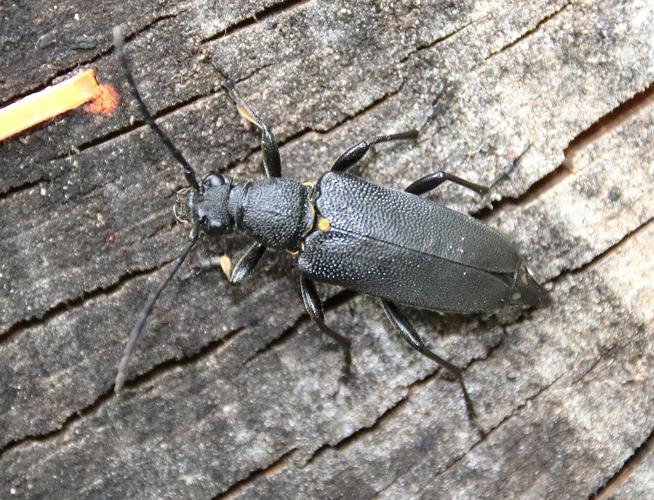 Stictoleptura scutellata adulte © COLINDRE Laurent