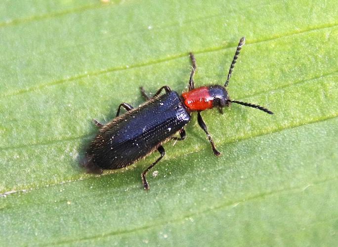 Tillus elongatus adulte © COLINDRE Laurent