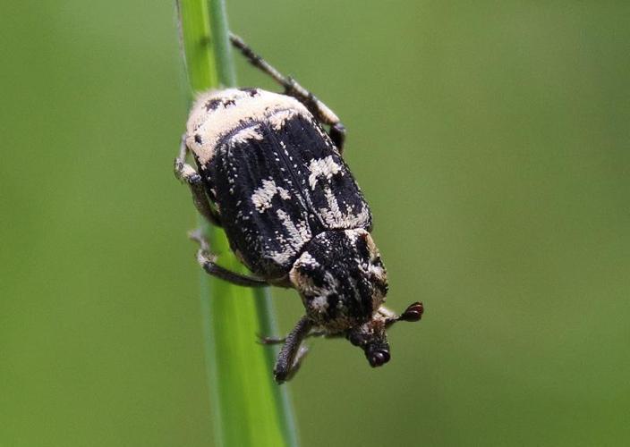 Valgus hemipterus mâle © COLINDRE Laurent