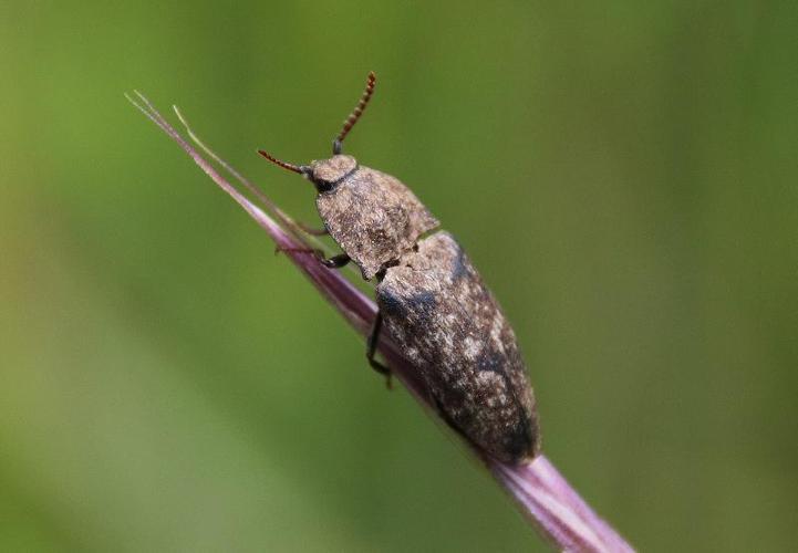 Agrypnus murinus adulte © COLINDRE Laurent