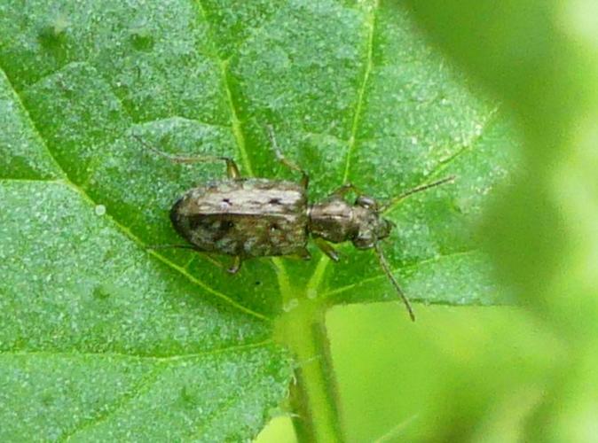 Asaphidion stierlini adulte © BUCAILLE Denis