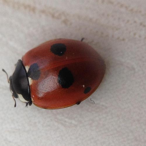 Coccinella quinquepunctata adulte © TERRASSE Gilbert