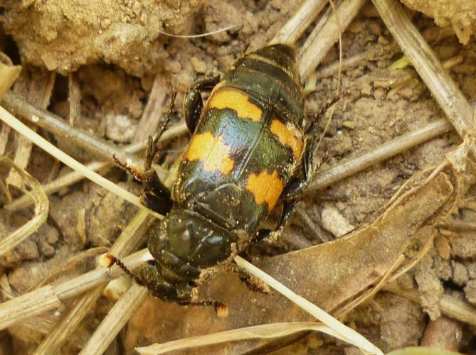 Nicrophorus interruptus adulte © BUCAILLE Denis