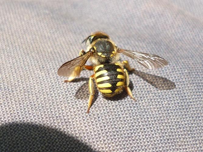 Anthidium manicatum adulte © BUCAILLE Denis