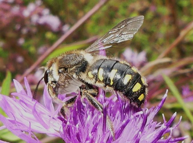 Anthidium septemspinosum adulte © BUCAILLE Denis