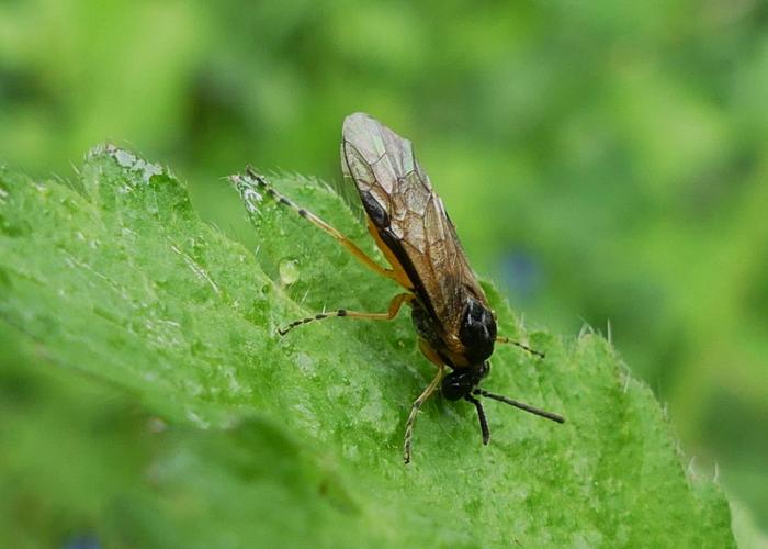 Athalia cordata adulte © BUCAILLE Denis