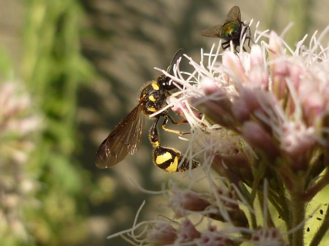 Eumenes coronatus adulte © BUCAILLE Denis