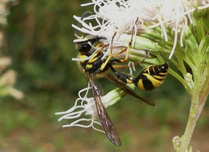 Eumenes papillarius adulte © BUCAILLE Denis