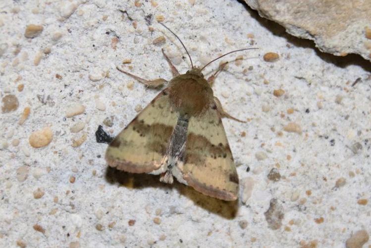 Heliothis viriplaca adulte © COLINDRE Laurent