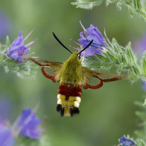 Hemaris fuciformis adulte © BOYS Denis