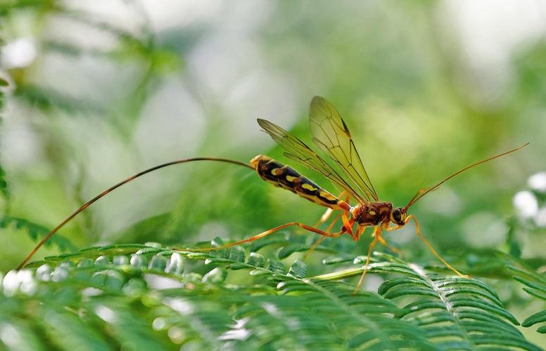 Megarhyssa perlata adulte © SENGEZ Pierre