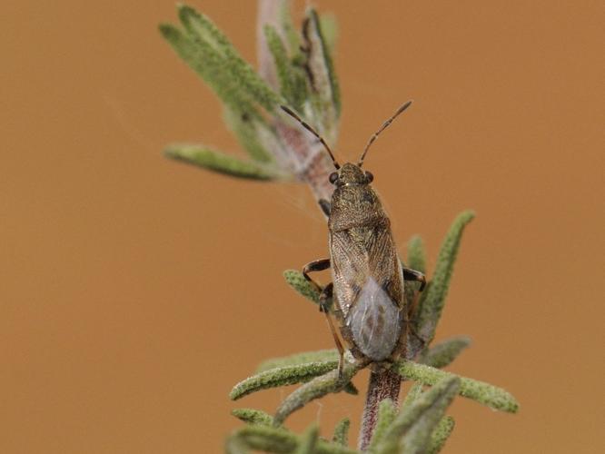 Heterogaster artemisiae adulte sur thym © HERCENT Jean-Luc