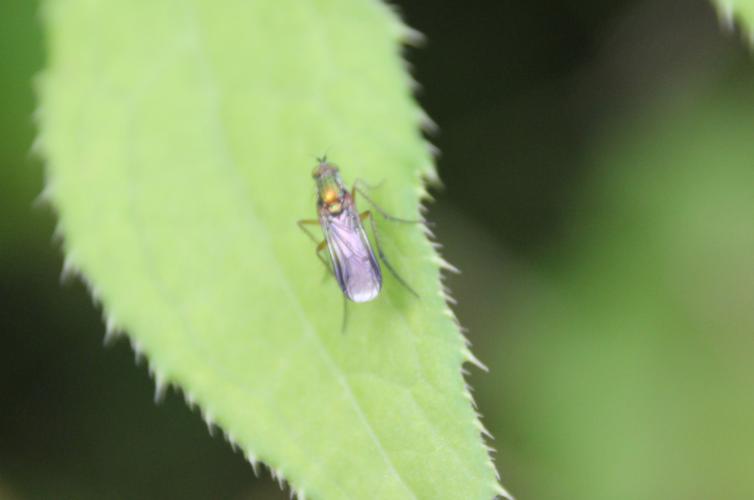 Poecilobothrus nobilitatus (Linnaeus, 1767) © BLIOT Alexis