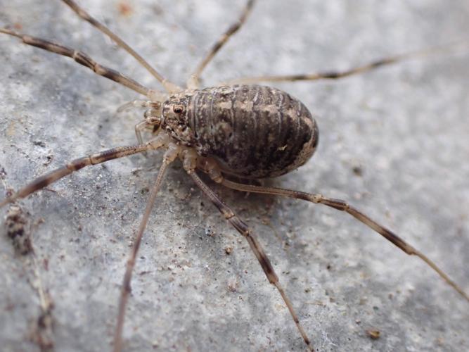 Opilio saxatilis © HALLART Guénael