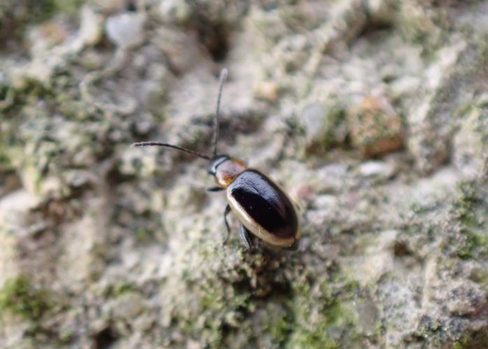 Longitarsus dorsalis © HALLART Guénael