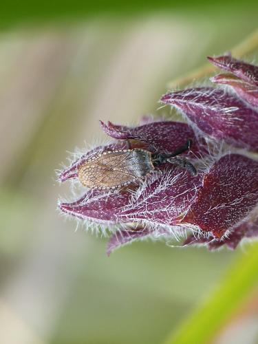 Copium clavicorne sur sa plante hôte, Teucrium chamaedrys © BARBIER Simon