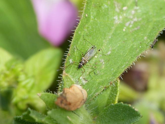 Gampsocoris punctipes sur sa plante hôte, l'Ononis © BARBIER Simon