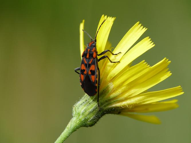 Spilostethus saxatilis adulte © BARBIER Simon