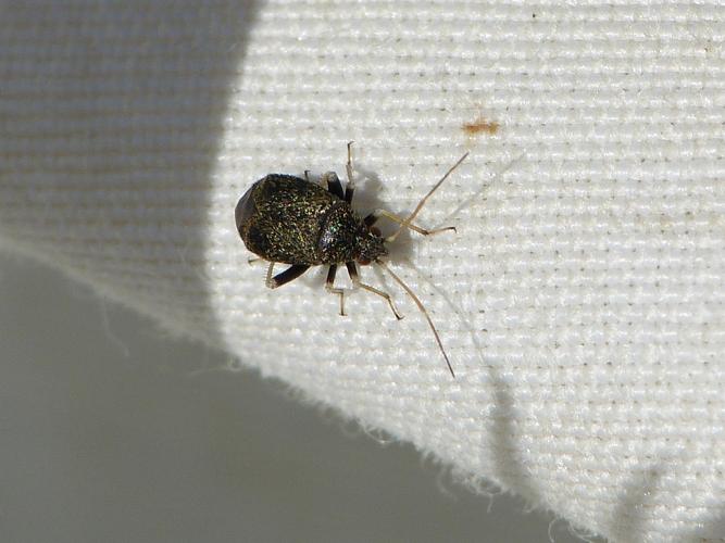 Criocoris crassicornis adulte © BARBIER Simon