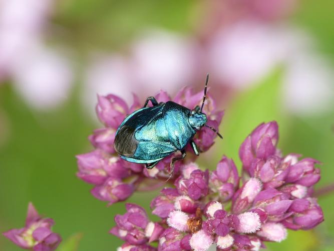 Zicrona caerulea adulte © BARBIER Simon