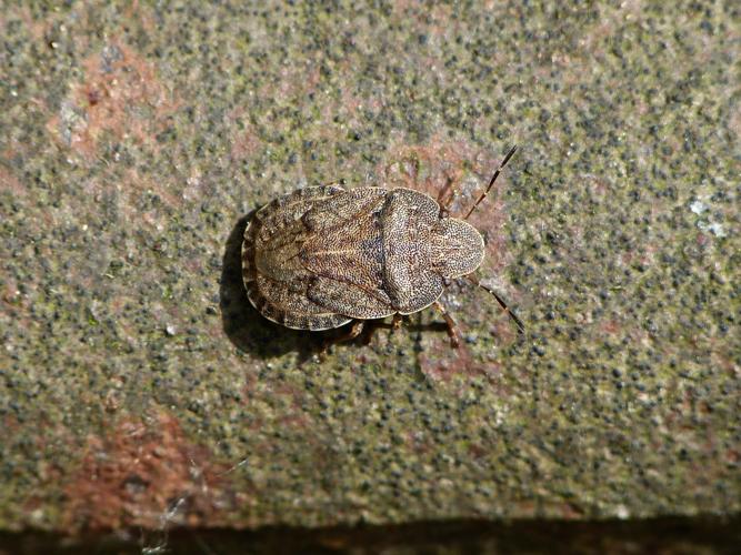 Sciocoris homalonotus adulte © BARBIER Simon