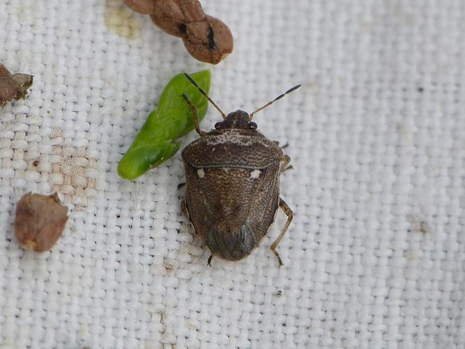 Eysarcoris ventralis adulte © BARBIER Simon