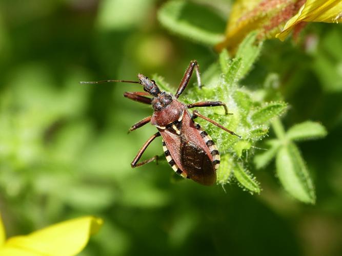 Rhynocoris erythropus © BARBIER Simon