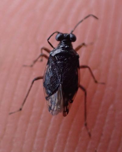 Chartoscirta cincta © HALLART Guénael (CPIE des Pays de l'Aisne)