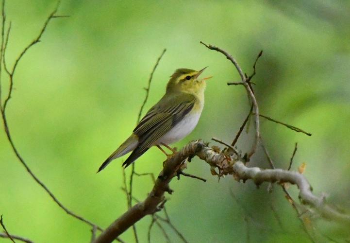 Phylloscopus sibilatrix © SENCE Philippe