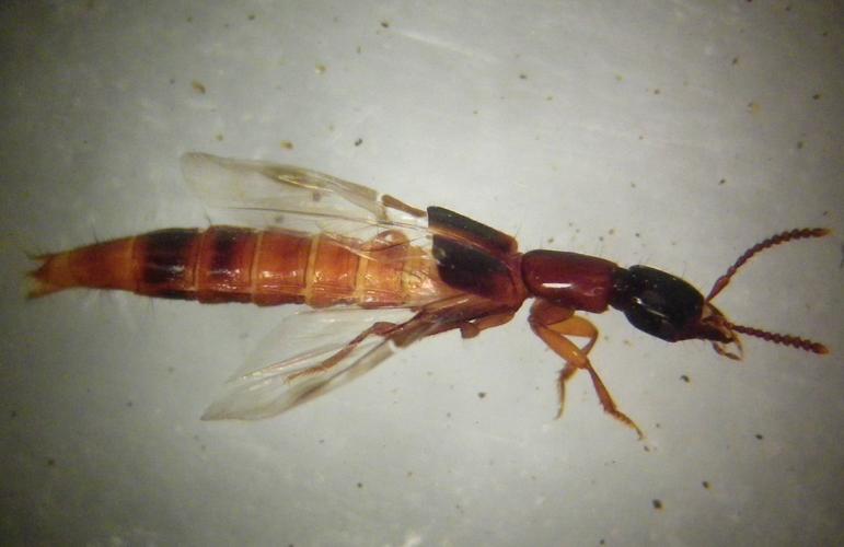 Atrecus affinis © HALLART Guénael (CPIE des Pays de l'Aisne)