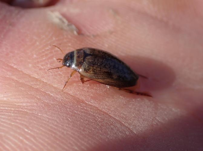 Agabus nebulosus © HALLART Guénael (CPIE des Pays de l'Aisne)