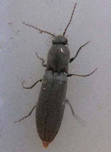 Agriotes pilosellus © BRICE Perrine (CPIE des Pays de l'Aisne)