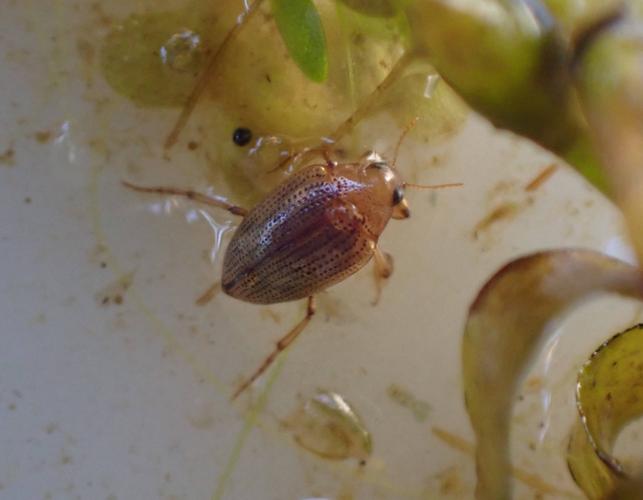 Haliplus flavicollis © HALLART Guénael (CPIE des Pays de l'Aisne)