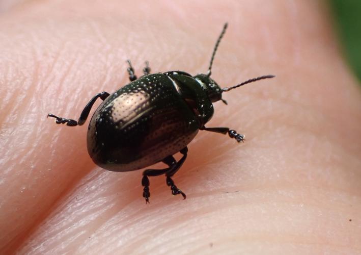 Chrysolina oricalcia - Adulte © HALLART Guénael (CPIE des Pays de l'Aisne)