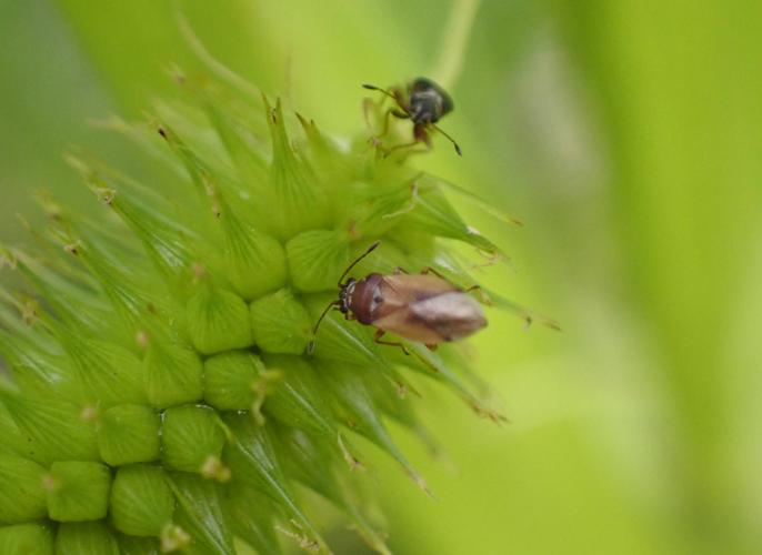 Cymus melanocephalus © HALLART Guénael