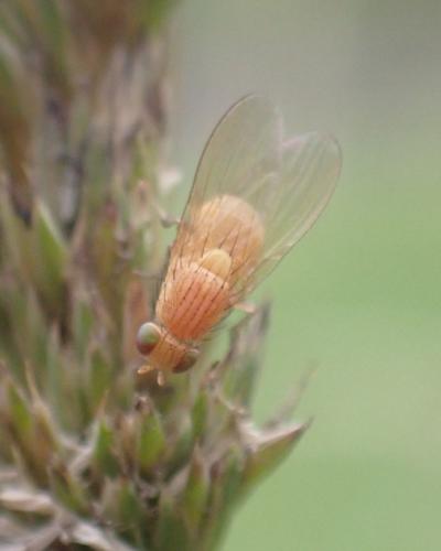 Sapromyzosoma laevatrispina © HALLART Guénael