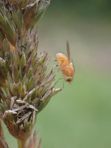 Sapromyzosoma quadripunctata © HALLART Guénael