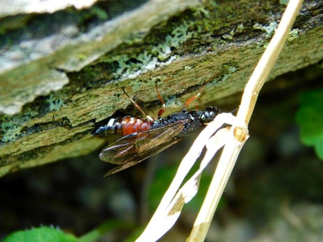 Xiphydria prolongata © DUQUESNE Sébastien